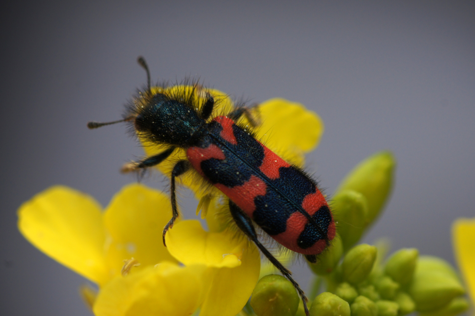   Gemeiner Bienenkäfer  Trichodes apiarius  