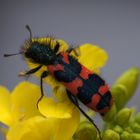   Gemeiner Bienenkäfer  Trichodes apiarius  