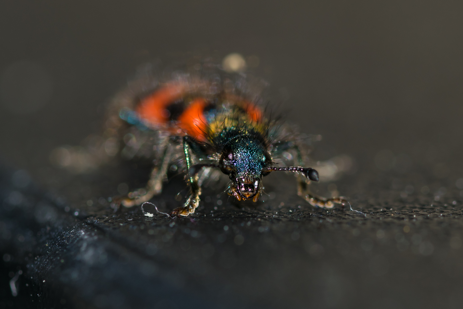 Gemeiner Bienenkäfer *Trichodes apiarius*