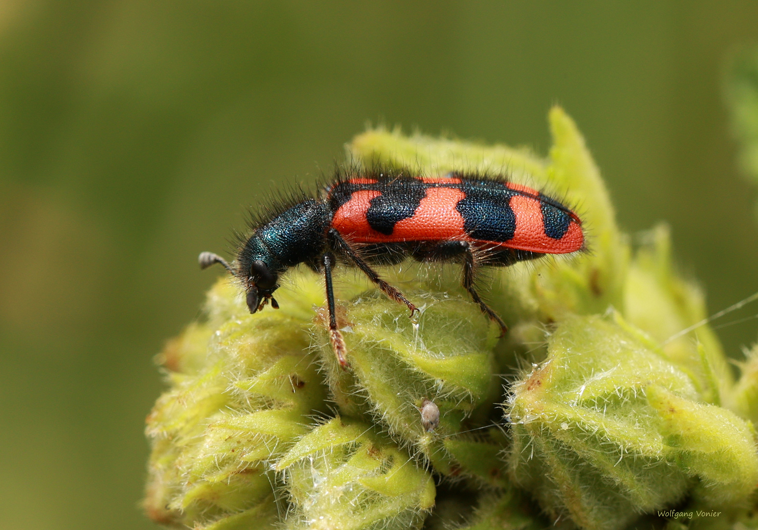 Gemeiner Bienenkäfer Trichodes apiarius