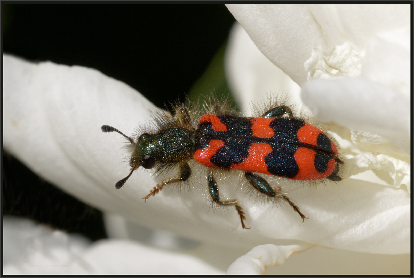 Gemeiner Bienenkäfer (Trichodes apiarius)