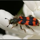 Gemeiner Bienenkäfer (Trichodes apiarius)