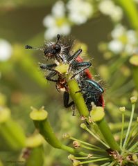 Gemeiner Bienenkäfer Trichodes apiarius