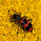 Gemeiner Bienenkäfer (Trichodes apiarius)