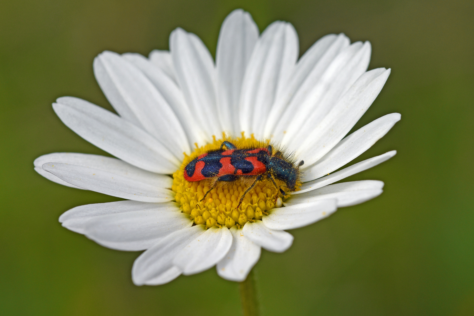 Gemeiner Bienenkäfer (Trichodes apiarius) 