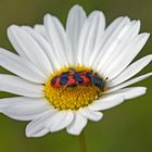 Gemeiner Bienenkäfer (Trichodes apiarius) 