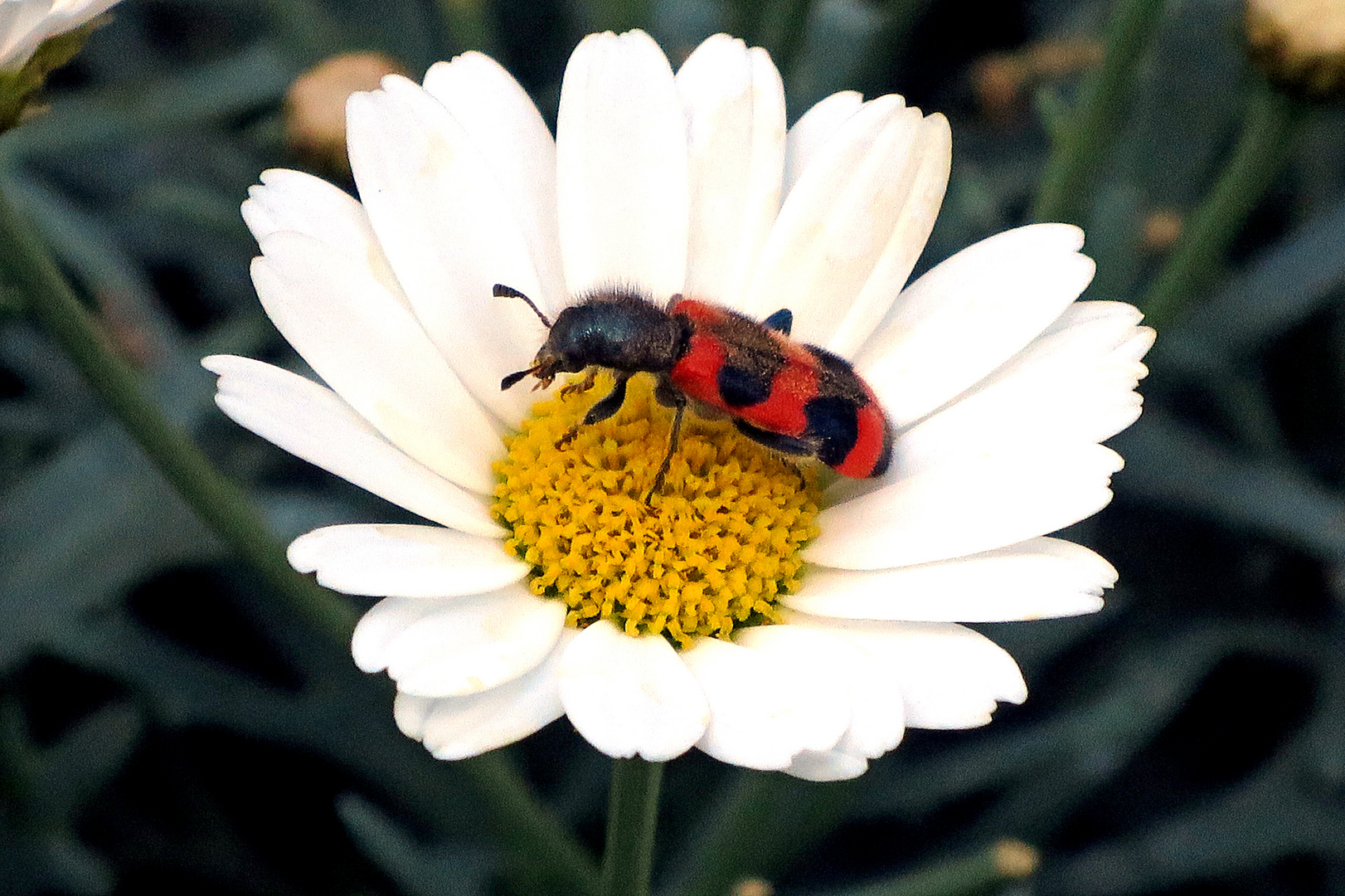 Gemeiner Bienenkäfer (Trichodes apiarius) auf Margerite