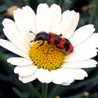 Gemeiner Bienenkäfer (Trichodes apiarius) auf Margerite