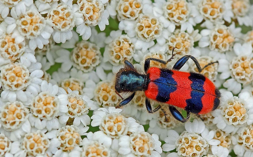 Gemeiner Bienenkäfer (Trichodes apiarius)