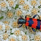 Gemeiner Bienenkäfer (Trichodes apiarius)