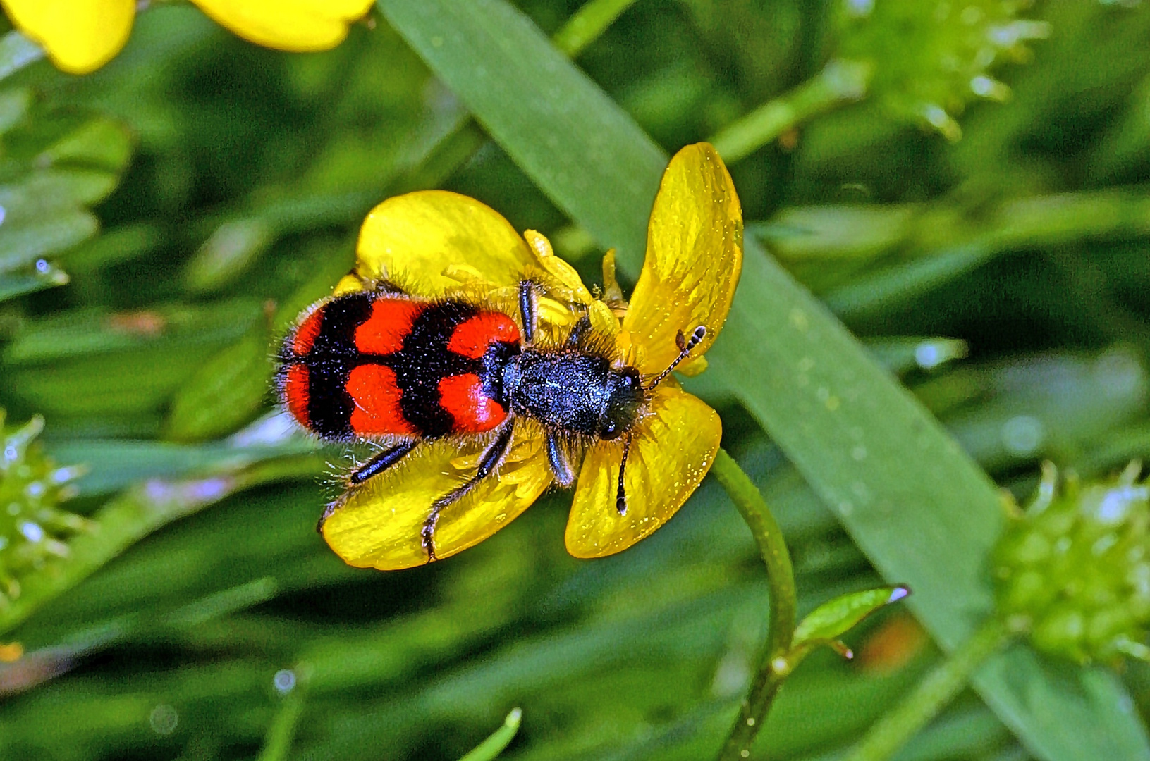 Gemeiner Bienenkäfer (Trichodes apiarius)....