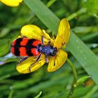 Gemeiner Bienenkäfer (Trichodes apiarius)....