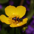 Gemeiner Bienenkäfer Trichodes apiarius