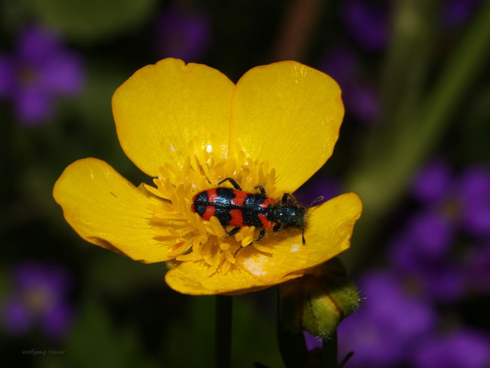 Gemeiner Bienenkäfer Trichodes apiarius