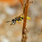 Gemeiner Bienenwolf (Philanthus triangulum)