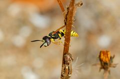 Gemeiner Bienenwolf (Philanthus triangulum)