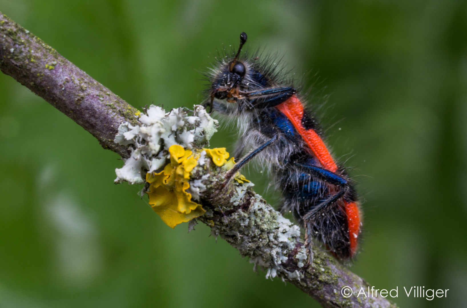 Gemeiner Bienenwolf  ( Trichodes apiarius )