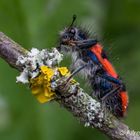 Gemeiner Bienenwolf  ( Trichodes apiarius )