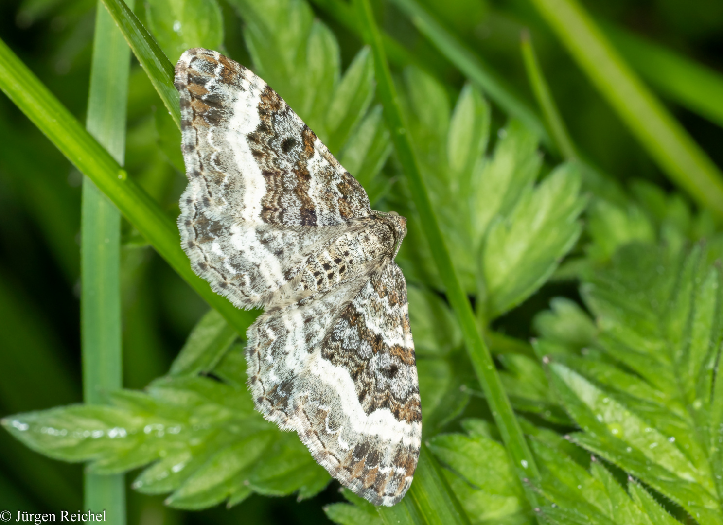 Gemeiner Bindenspanner (Epirrhoe alternata) 