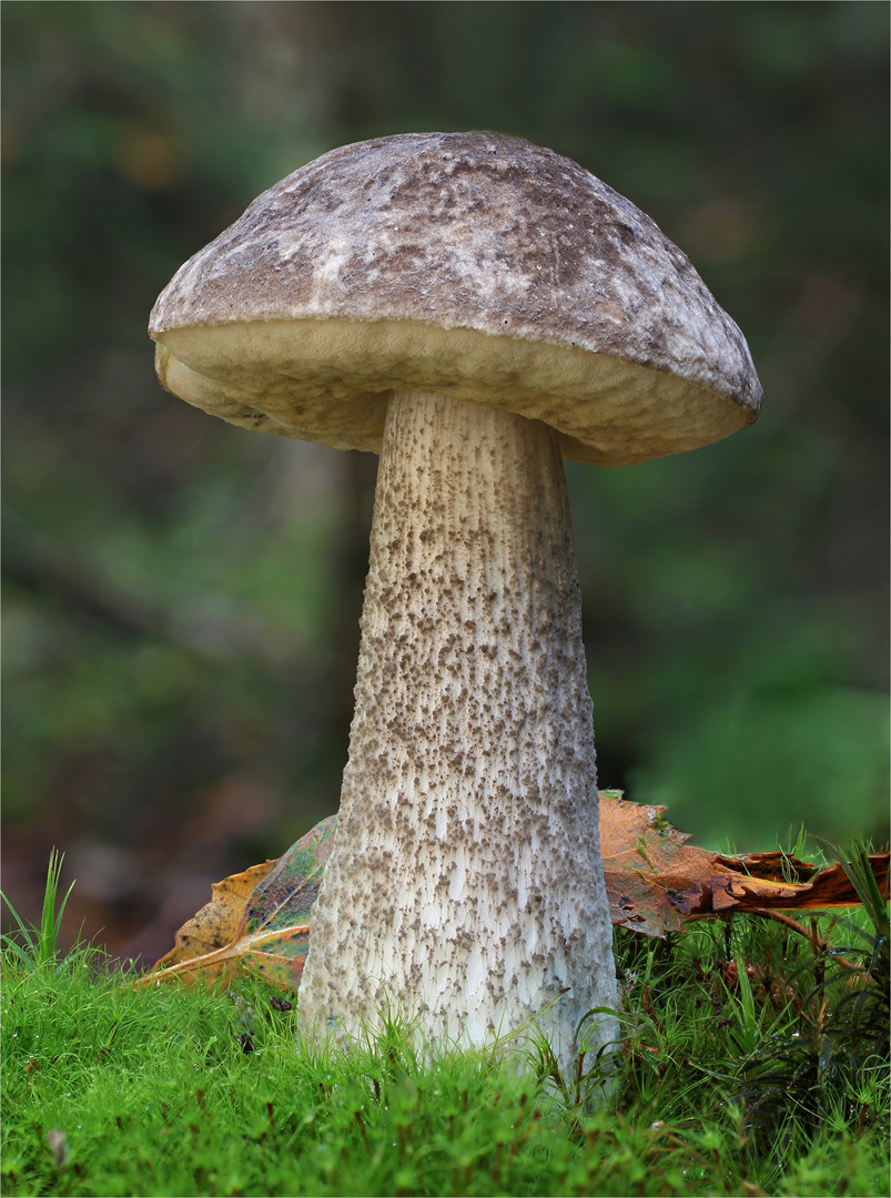 Gemeiner Birkenpilz (Leccinum scabrum)