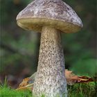 Gemeiner Birkenpilz (Leccinum scabrum)