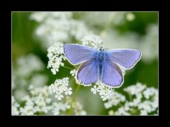 Gemeiner Bläuling 2 (Polyommatus icarus)