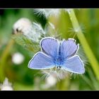 Gemeiner Bläuling 3 (Polyommatus icarus)