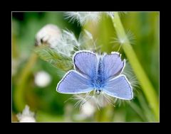 Gemeiner Bläuling 3 (Polyommatus icarus)