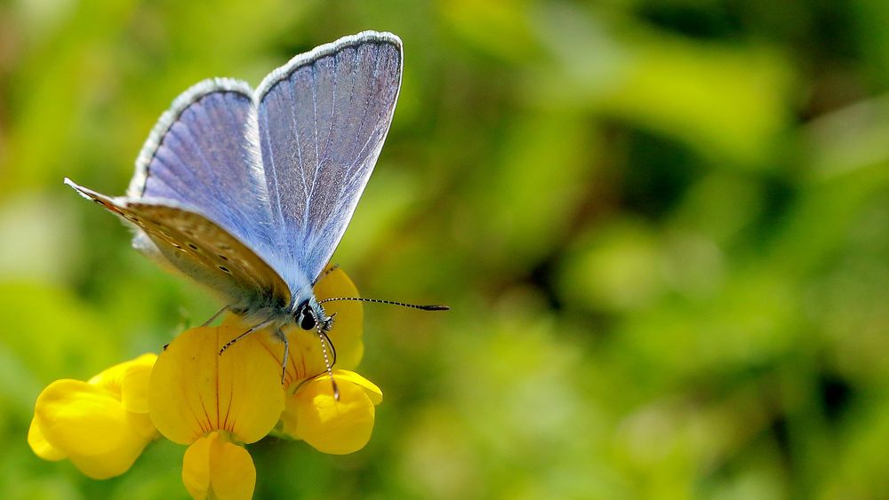 Gemeiner Bläuling( Hauhechel Bläuling)