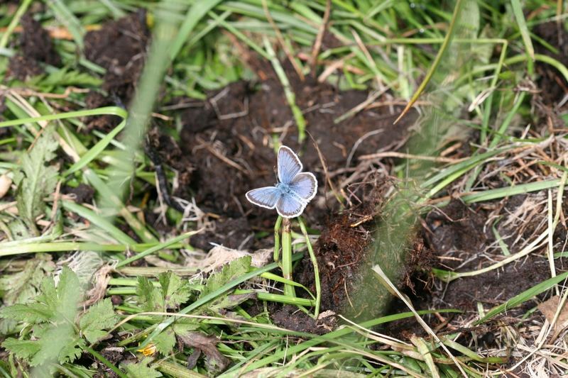 Gemeiner Bläuling (Polyommatus icarus) 01