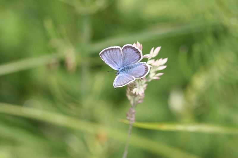 Gemeiner Bläuling (Polyommatus icarus) 03