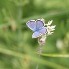 Gemeiner Bläuling (Polyommatus icarus) 03