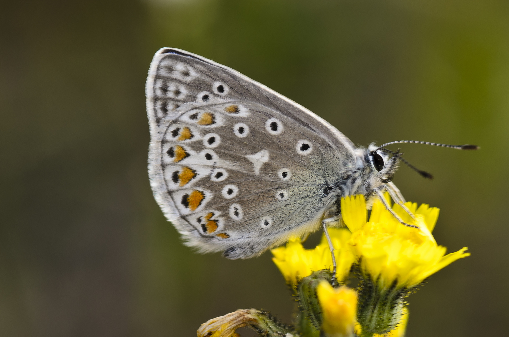 Gemeiner Bläuling (Polyommatus icarus)