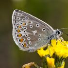 Gemeiner Bläuling (Polyommatus icarus)