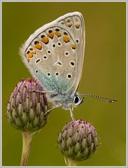 Gemeiner Bläuling (Polyommatus icarus)