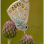 Gemeiner Bläuling (Polyommatus icarus)