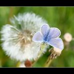 Gemeiner Bläuling (Polyommatus icarus)