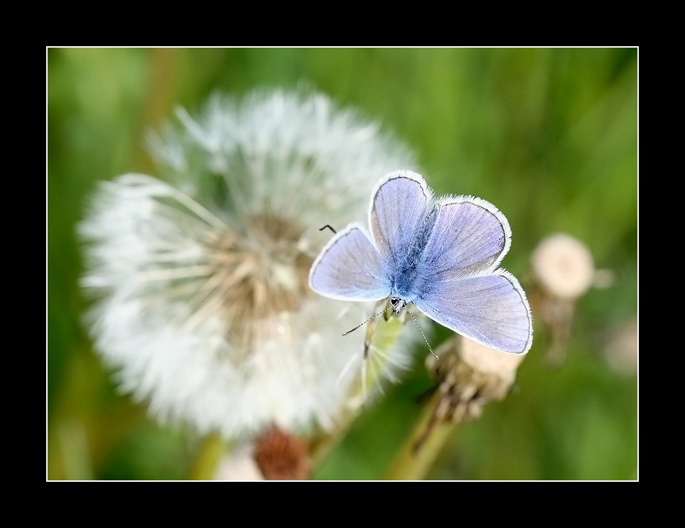 Gemeiner Bläuling (Polyommatus icarus)