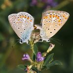 Gemeiner Bläuling (Polyommatus icarus)