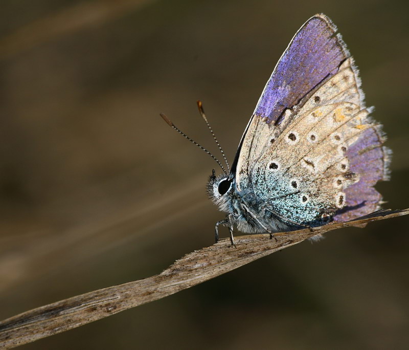 Gemeiner Bläuling (Polyommatus icarus)