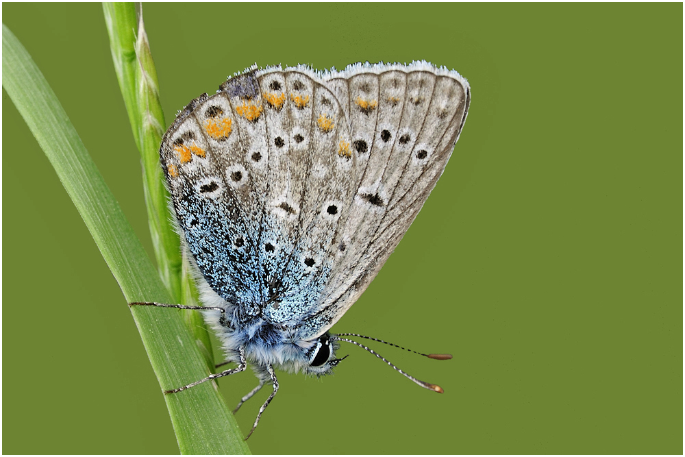 Gemeiner Bläuling (Polyommatus icarus)