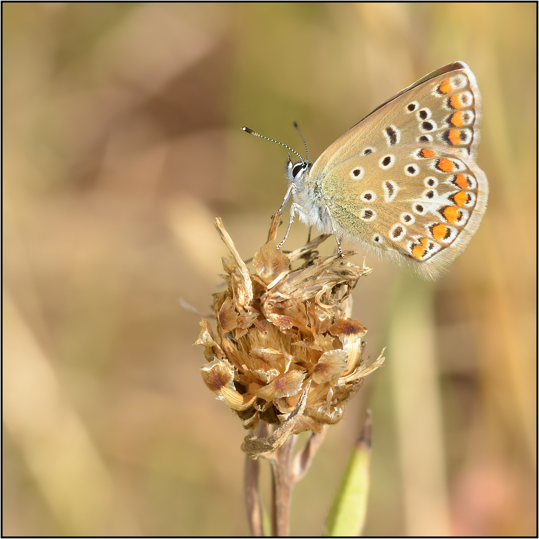 Gemeiner Bläuling (Polyommatus icarus).....