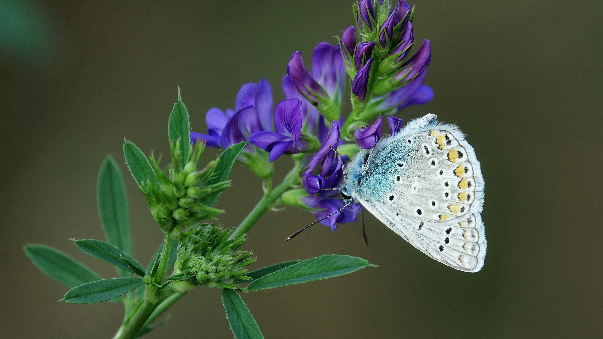 Gemeiner Bläuling (Polyommatus icarus)