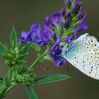 Gemeiner Bläuling (Polyommatus icarus)