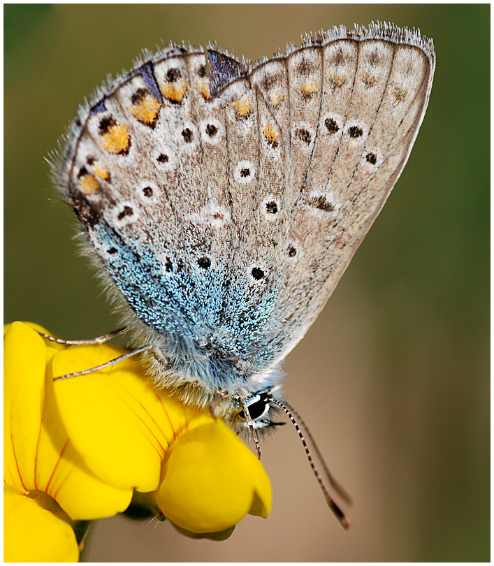 Gemeiner Bläuling (Polyommatus icarus)