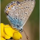 Gemeiner Bläuling (Polyommatus icarus)