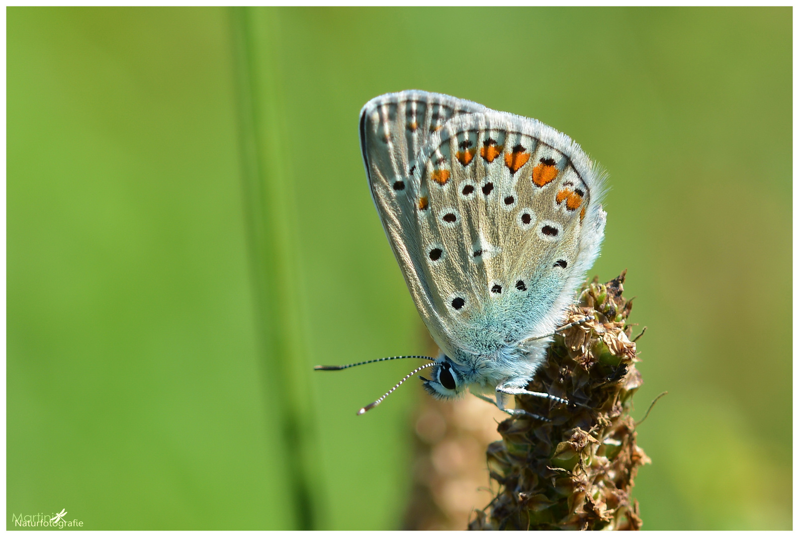 Gemeiner Bläuling (Polyommatus icarus)