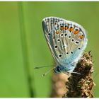 Gemeiner Bläuling (Polyommatus icarus)