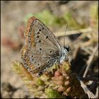 Gemeiner Bläuling - Polyommatus icarus - weiblich