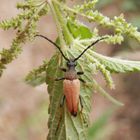 Gemeiner Bockkäfer (Stichocleptura rubra) - Männchen